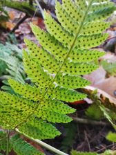 Huawei Mate 20 Pro - zdjęcia z aparatu