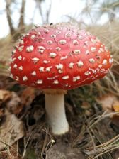 Huawei Mate 20 Pro - zdjęcia z aparatu