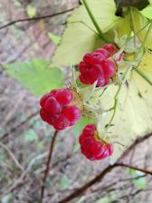 Huawei Mate 20 Pro - zdjęcia z aparatu