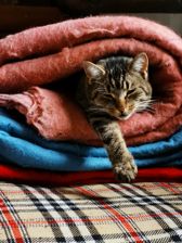 Huawei Mate 20 Pro - zdjęcia z aparatu