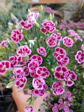 Przykładowe zdjęcia