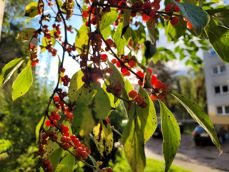 Porównanie zdjęć wykonanych aparatem ultraszerokokątnym, głównym i tele 