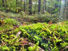 Porównanie zdjęć wykonanych aparatem ultraszerokokątnym, głównym i tele 