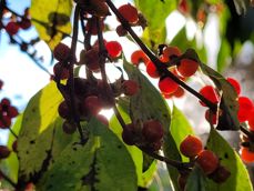 Porównanie zdjęć wykonanych aparatem ultraszerokokątnym, głównym i tele 