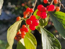 Porównanie zdjęć wykonanych aparatem ultraszerokokątnym, głównym i tele 