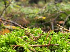 Porównanie zdjęć wykonanych aparatem ultraszerokokątnym, głównym i tele 