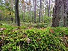 Porównanie zdjęć wykonanych aparatem ultraszerokokątnym, głównym i tele 