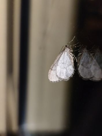 Przykłady zdjęć z aparatu makro oraz 2-krotnego zoomu