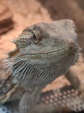 Przykładowe zdjęcia z Mi 11i