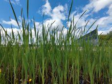 Porównanie zdjęć w różnych przybliżeniach: 0,6x, 1x, 2x