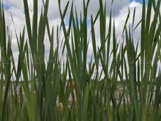 Porównanie zdjęć w różnych przybliżeniach: 0,6x, 1x, 2x