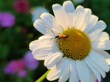Porównanie zdjęć z 2-krotnego zoomu i aparatu makro