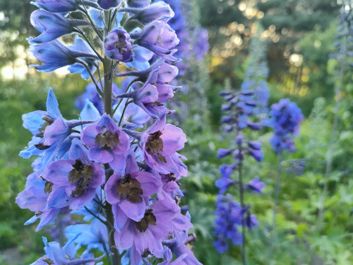 Porównanie zdjęć z wykorzystaniem aparatu szerokokątnego i głównego