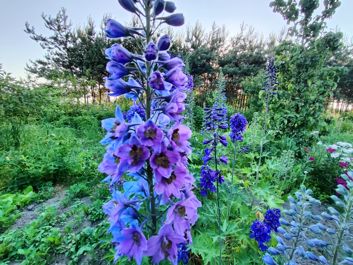 Porównanie zdjęć z wykorzystaniem aparatu szerokokątnego i głównego