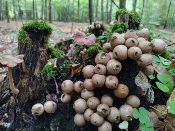 Porównanie zdjęć z głównego i ultraszerokokątnego aparatu