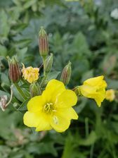 Przykładowe zdjęcia z Huawei Mate Xs 2 Przykładowe zdjęcia z Huawei Mate Xs 2