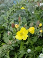 Przykładowe zdjęcia z Huawei Mate Xs 2 Przykładowe zdjęcia z Huawei Mate Xs 2