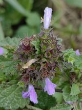 Przykładowe zdjęcia z Huawei Mate Xs 2 Przykładowe zdjęcia z Huawei Mate Xs 2