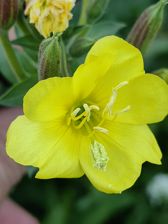 Przykładowe zdjęcia z Huawei Mate Xs 2 Przykładowe zdjęcia z Huawei Mate Xs 2