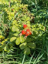 Przykładowe zdjęcia z Huawei Mate Xs 2 Przykładowe zdjęcia z Huawei Mate Xs 2