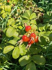 Przykładowe zdjęcia z Huawei Mate Xs 2 Przykładowe zdjęcia z Huawei Mate Xs 2