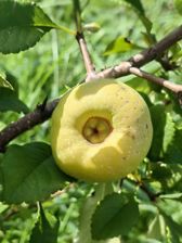 Przykładowe zdjęcia z Huawei Mate Xs 2 Przykładowe zdjęcia z Huawei Mate Xs 2