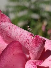 Przykładowe zdjęcia z Huawei Mate Xs 2 Przykładowe zdjęcia z Huawei Mate Xs 2