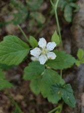 Przykładowe zdjęcia z Huawei Mate Xs 2 Przykładowe zdjęcia z Huawei Mate Xs 2