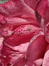 Przykładowe zdjęcia z Huawei Mate Xs 2 Przykładowe zdjęcia z Huawei Mate Xs 2