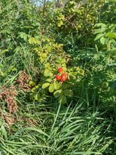 Przykładowe zdjęcia z Huawei Mate Xs 2 Przykładowe zdjęcia z Huawei Mate Xs 2