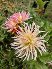 Huawei nova 10 Pro - przykładowe zdjęcia Huawei nova 10 Pro - przykładowe zdjęcia