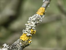Zbliżenia z Huawei P60 Pro: 1x, 3x, 10x