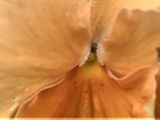 Przykładowe macro z Huawei P60 Pro
