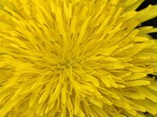 Przykładowe macro z Huawei P60 Pro