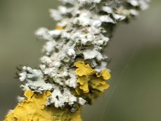 Zbliżenia z Huawei P60 Pro: 1x, 3x, 10x