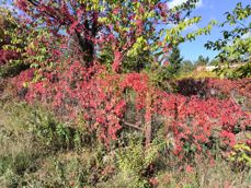 Tryb Leica Vibrant vs. Authentic