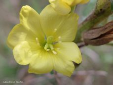 Nubia Focus Pro 5G - zdjęcia Nubia Focus Pro 5G - zdjęcia