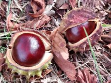 Nubia Focus Pro 5G - zdjęcia Nubia Focus Pro 5G - zdjęcia