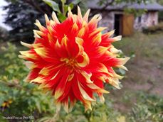 Nubia Focus Pro 5G - zdjęcia Nubia Focus Pro 5G - zdjęcia