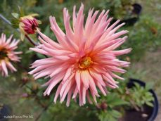 Nubia Focus Pro 5G - zdjęcia Nubia Focus Pro 5G - zdjęcia