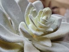 Nubia Focus Pro 5G - zdjęcia Nubia Focus Pro 5G - zdjęcia