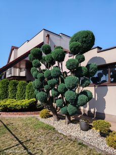 Nubia Focus Pro 5G - zdjęcia Nubia Focus Pro 5G - zdjęcia