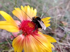 Nubia Focus Pro 5G - zdjęcia Nubia Focus Pro 5G - zdjęcia