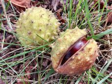 Nubia Focus Pro 5G - zdjęcia Nubia Focus Pro 5G - zdjęcia