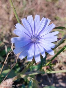 Nubia Focus Pro 5G - zdjęcia Nubia Focus Pro 5G - zdjęcia