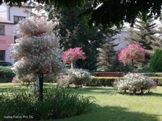 Nubia Focus Pro 5G - zdjęcia Nubia Focus Pro 5G - zdjęcia