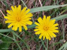 Nubia Focus Pro 5G - zdjęcia Nubia Focus Pro 5G - zdjęcia