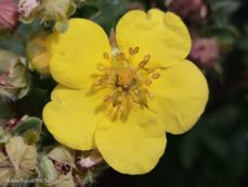 Nubia Focus Pro 5G - zdjęcia Nubia Focus Pro 5G - zdjęcia