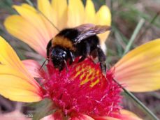 Nubia Focus Pro 5G - zdjęcia Nubia Focus Pro 5G - zdjęcia