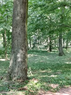 Nubia Focus Pro 5G - zdjęcia Nubia Focus Pro 5G - zdjęcia